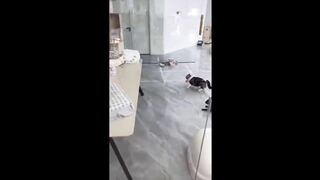 Funniest cats videos #35