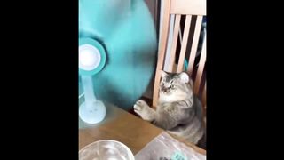 Funniest cats videos #36