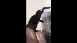 Funniest cats videos #37