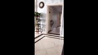 Funniest cats videos #38
