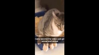 Funniest cats videos #39