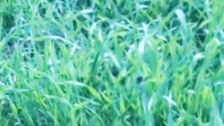 Green NATURE | Nature Crops | Beautiful View | #shorts