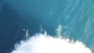 PEACE ON THE SEA WITH DOLPHINS