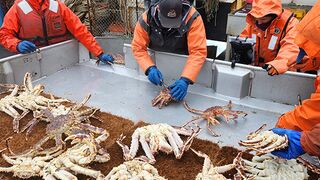 Great pay but Only few willing to do it  II  Catching the Alaskan King Crab