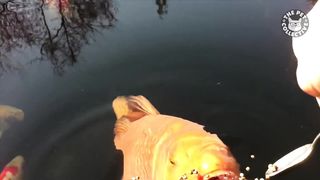 Funny Fish viral 2023 so funny animals lets watch!!!!!!!!