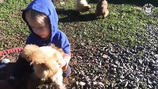 2023 Funny Chicken Video Compilation viral videos