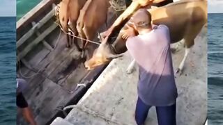 Cow : I believe I can fly...