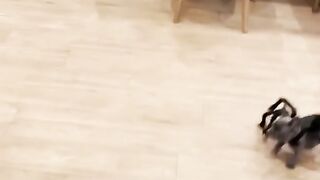 Funny dog video 7