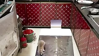 Rats ???? stuck at sticky staker.  Watch out how to revenge from rats.