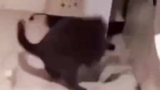 Guest with full family| funny video must watch ????