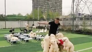 Preparing dogs for the festival
