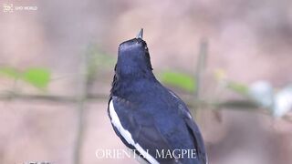 ORIENTAL MAGPIE4k