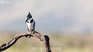 PIED KINGFISHER 4k