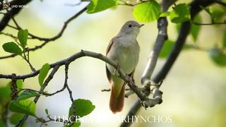 Luscinia megarhynchos 4k