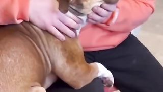 Animal chiropractic compilation.