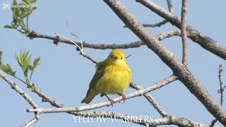 Yellow warblers 4k