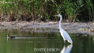 White heron4k