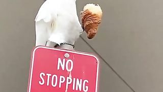 ???? Funny | Hilarious Hijinks: "Arrest_him_officer" Unleashed! | FunFM
