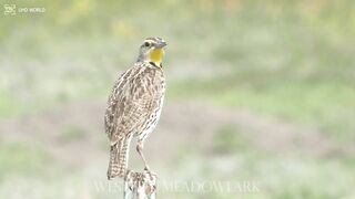 Westepn meadowlark 4k
