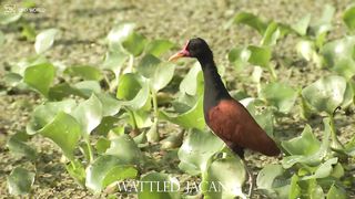 Wattled jacana 4k
