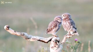 Owls 4k