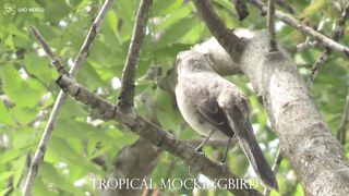 TROPICAL MOCKINGBIRD4k