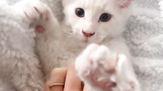 Mainecoon cat growth