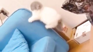 funny cat videos 8