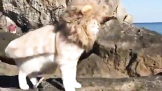 Cat as Lion
