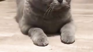 Cat watching from behind
