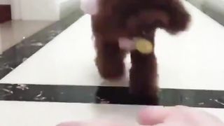 pampered dog