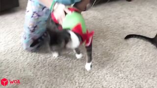 Help Me!!! Trending Funny Animals ???? Funniest Cats and Dogs ???????? Spongebob In Real Life!