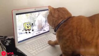 How to Punish Naughty Cat vs Spongebob ???????? Spongebob in Real Life ! Funniest Cats And Dogs Videos