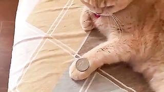 The calever cat