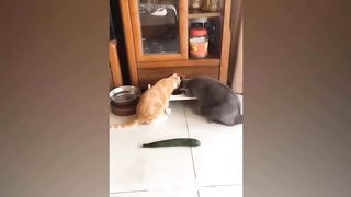 You Laugh You Lose ???? Funniest Cats and Dogs ???????? 2