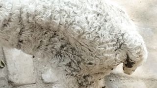 Animal ke Khusurati