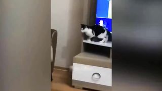 Skibidi Toilet Cat and Funniest Dogs ???? Trending Funny Animals ????