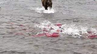 Hunting Fish
