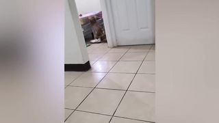 IF YOU LAUGH YOU LOSE | Try Not To Laugh Challenge