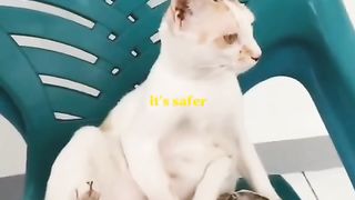 Meme cat part 1
