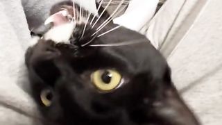 Meme cat part 2