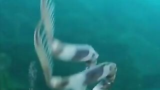 Way of life under the sea
