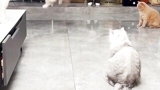 my cat is my hero