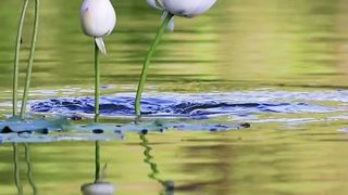 Fish Eating Flower l  #beautiful#Shortvideo
