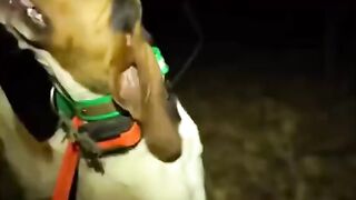 Funny Dogs 3