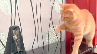 Orange cat