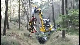 tree cut