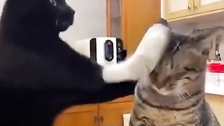 Meme cat part 3