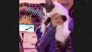 Meme cat part 4