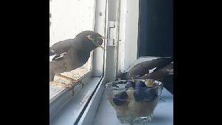 Funny bird couldn't swallow a grape, barely pulled it back!